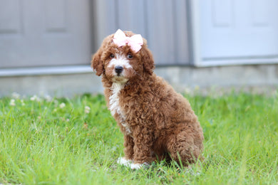 Jilly - Available 7/23