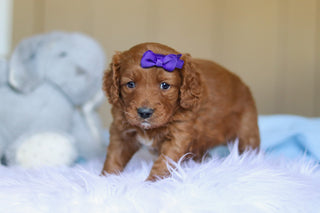 Kylie - Available 3/26