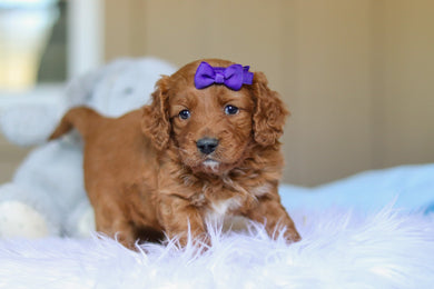 Kylie - Available 4/2