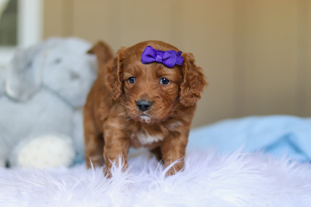 Kylie - Available 3/26