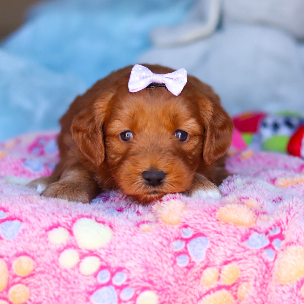 Posey - Available 4/16