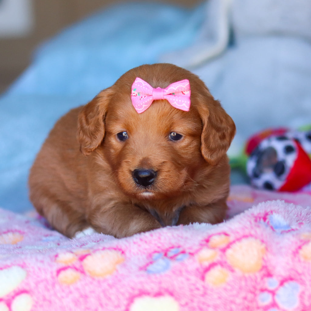 Penny - Available 4/16