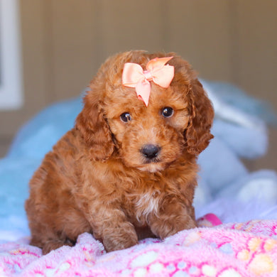 Kali - Available 3/26