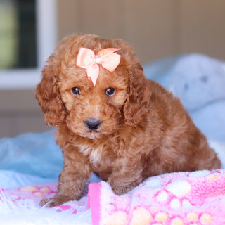 Kali - Available 3/26