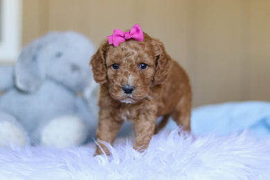 Kali - Available 4/2