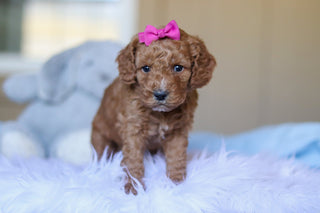 Kali - Available 3/26