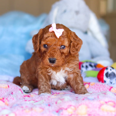 Patty - Available 4/16