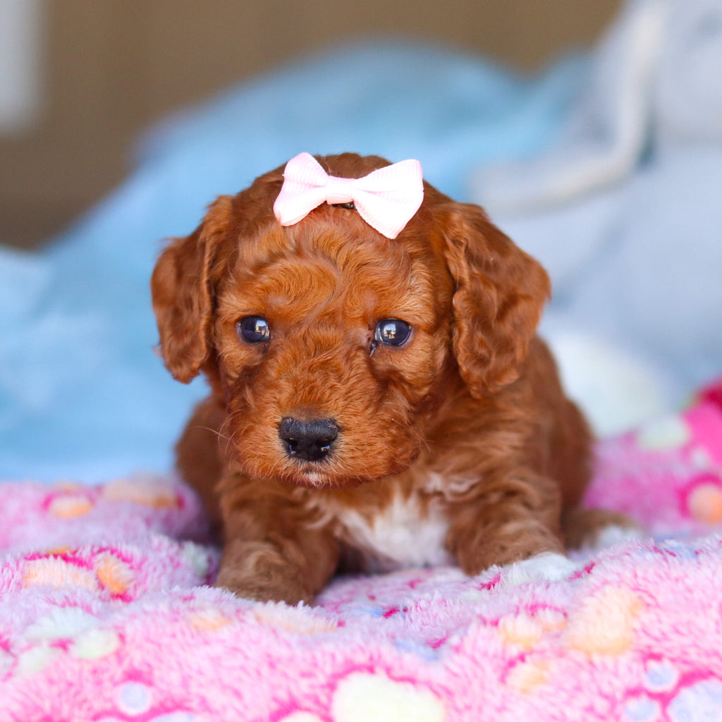 Patty - Available 4/16