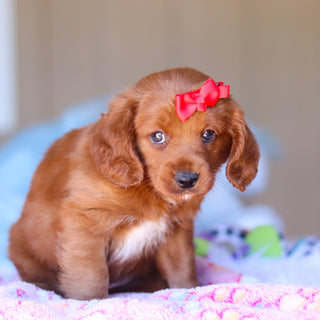 Kamila - Available 3/26