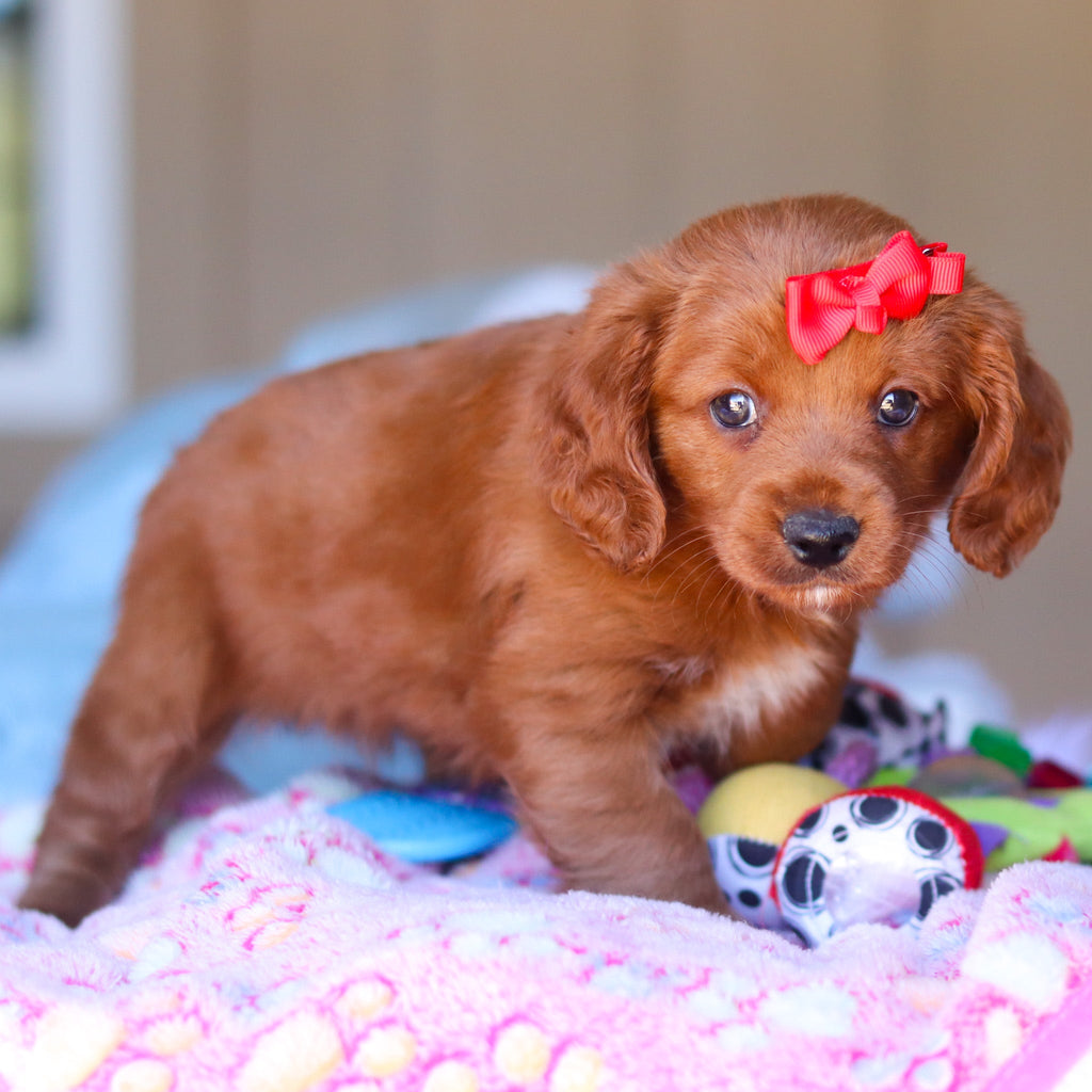 Kamila - Available 3/26