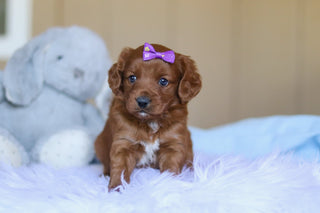 Kamila - Available 3/26