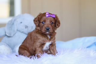 Kamila - Available 3/26