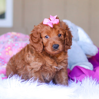 Kimmie - Available 3/26