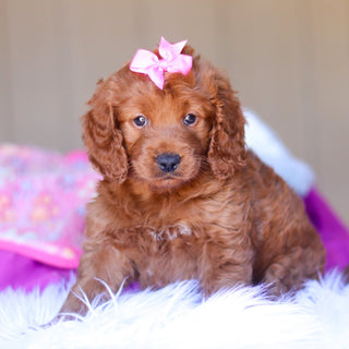 Kimmie - Available 3/26