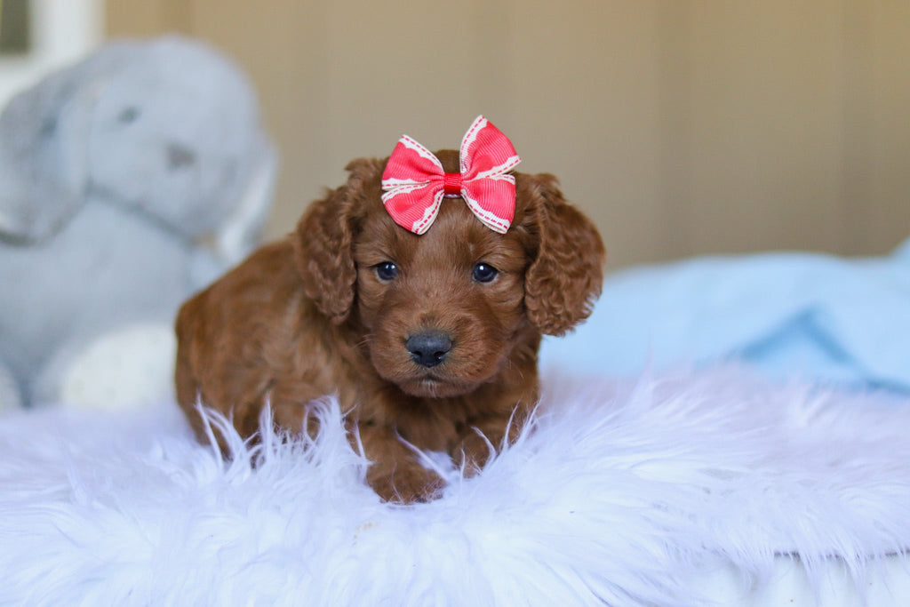 Kimmie - Available 3/26