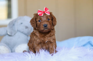 Kimmie - Available 3/26