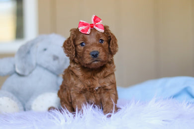 Kimmie - Available 4/2