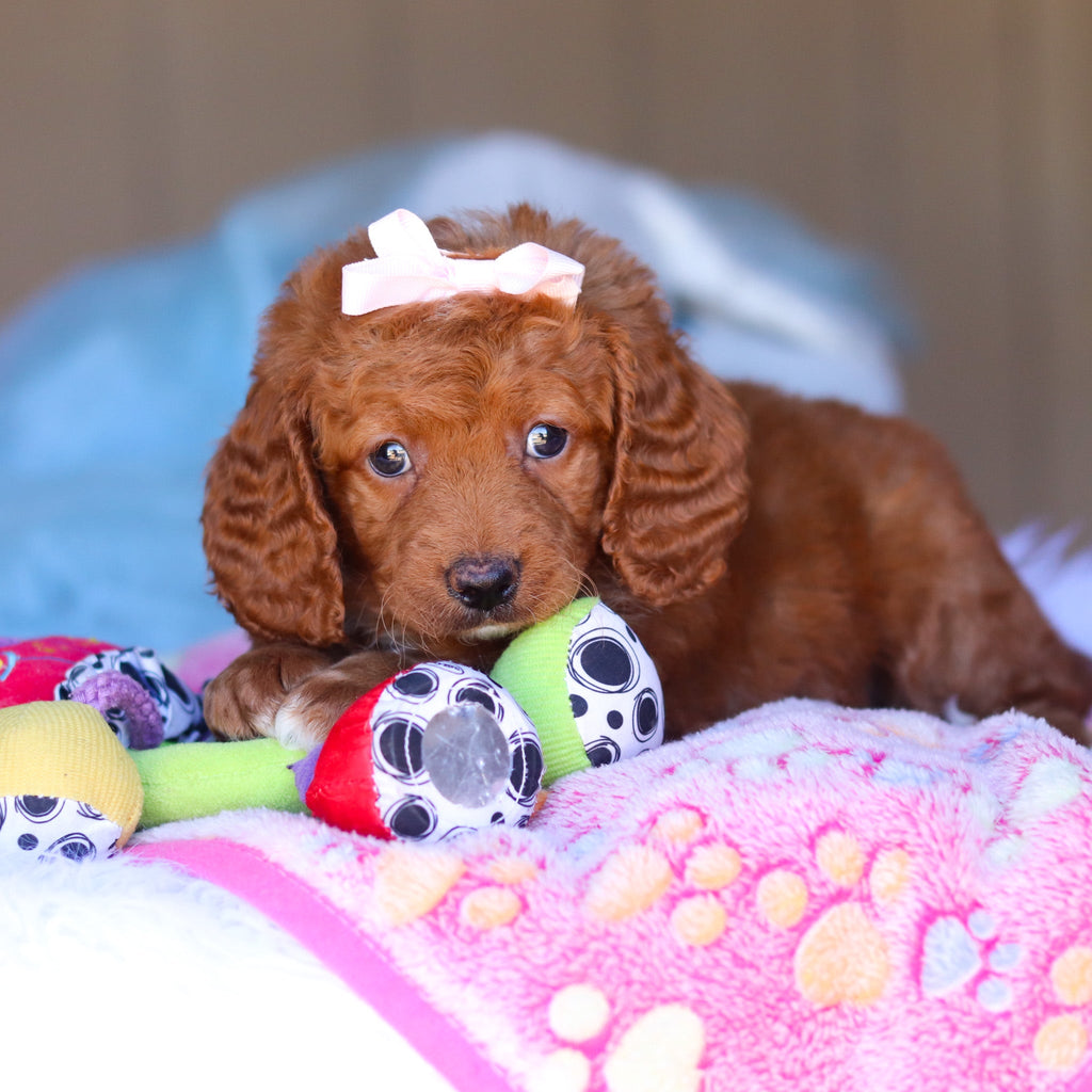 Keelie - Available 3/26