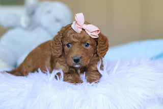 Keelie - Available 3/26