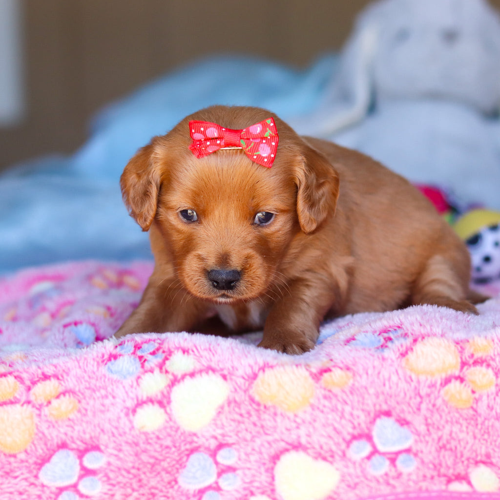 Prim - Available 4/16