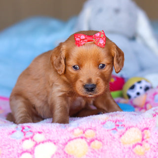 Prim - Available 4/16