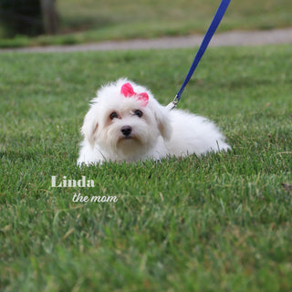 Susannah - Available 12/31