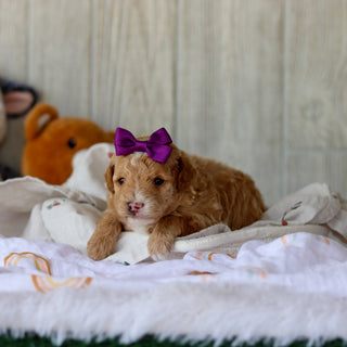 Chai - Available 6/5