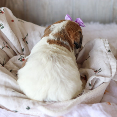 Addie - Available 6/4