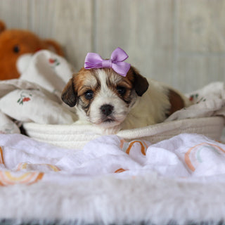 Addie - Available 6/5