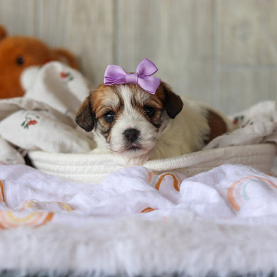 Addie - Available 6/4