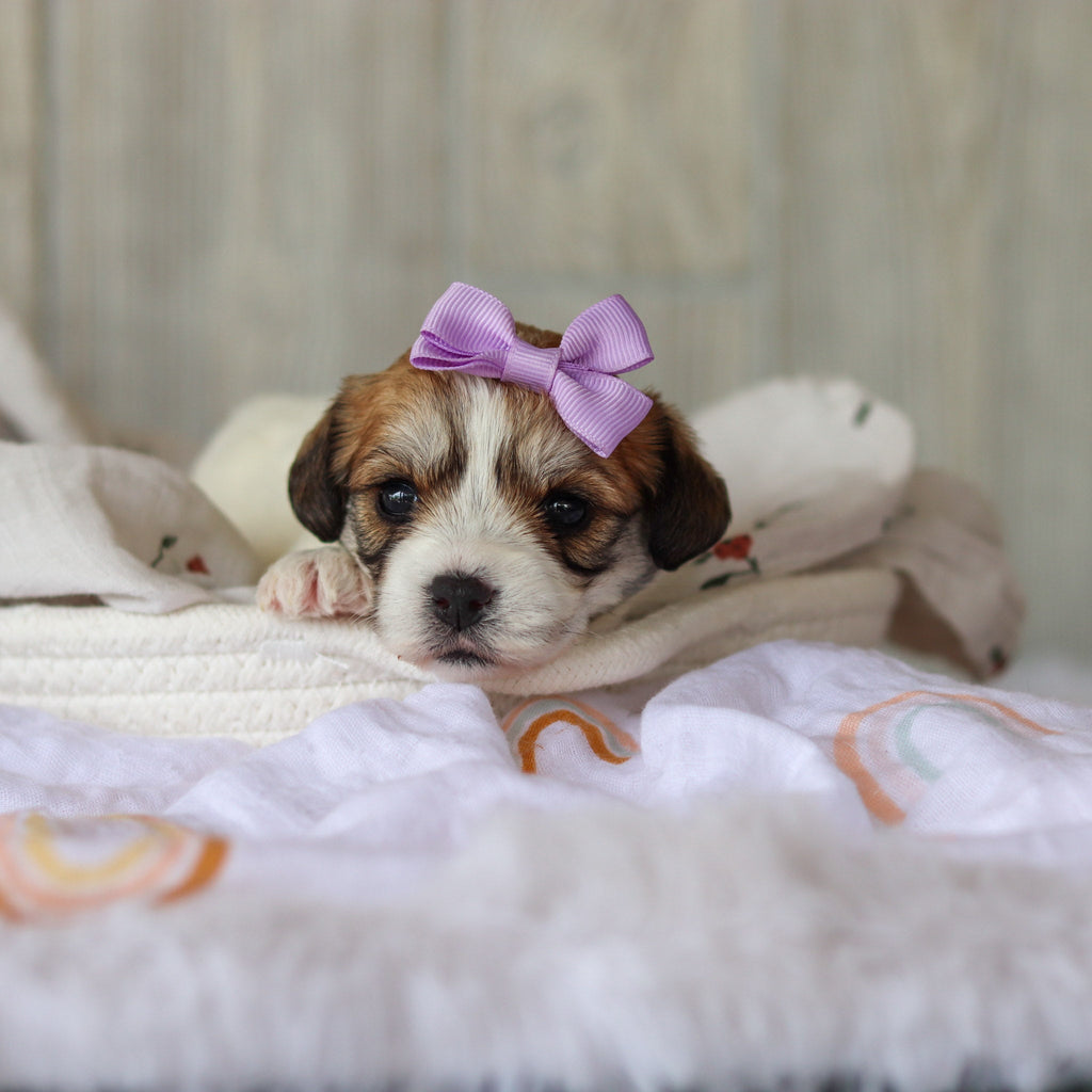 Addie - Available Now