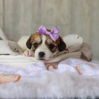 Addie - Available Now