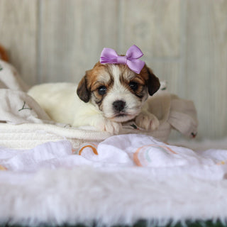 Addie - Available Now