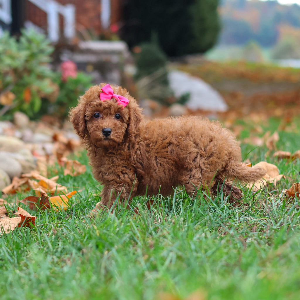 Melody - Available 10/22