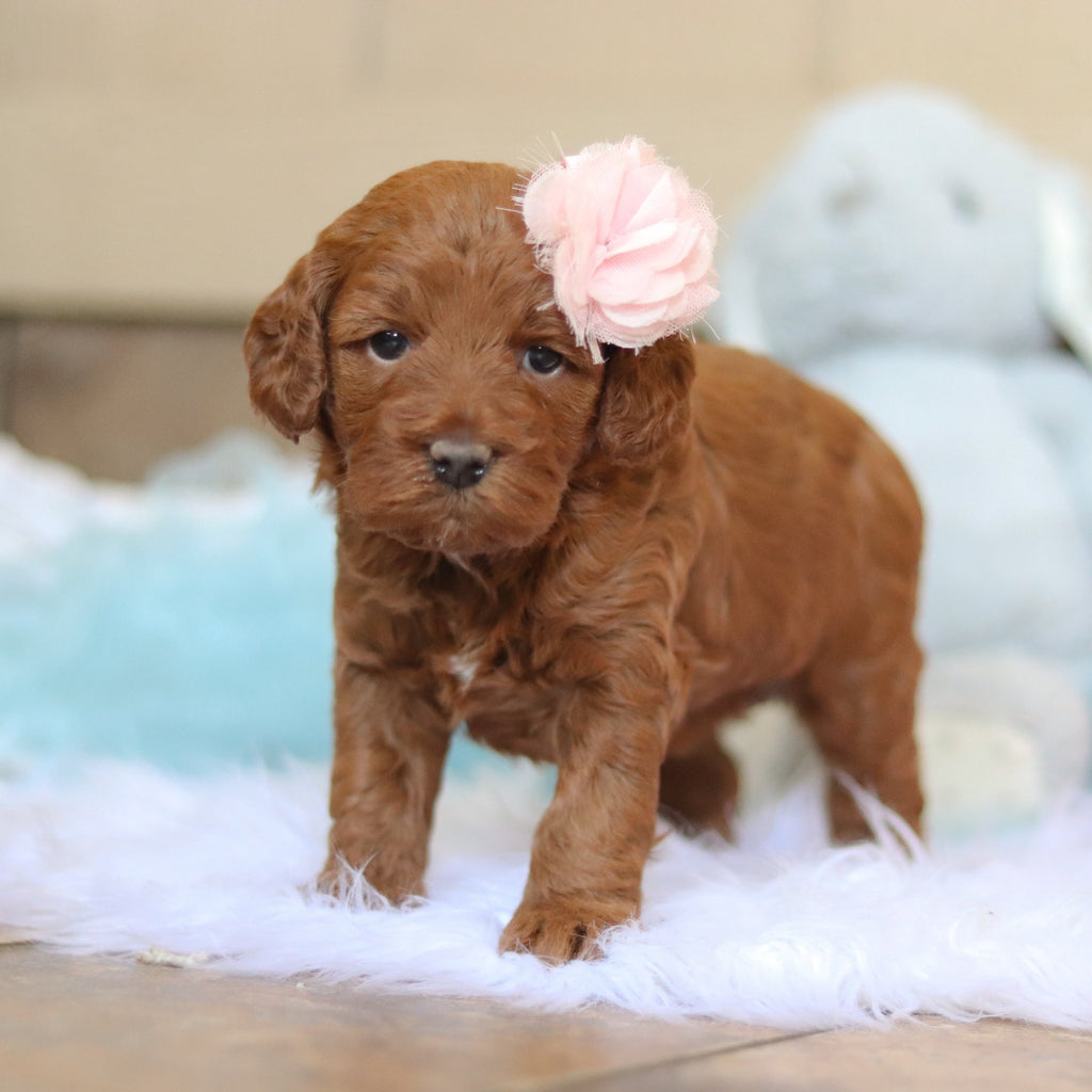 Taryn - Available 2/26