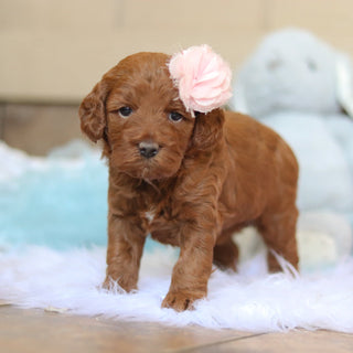 Taryn - Available 2/26