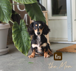 Ron - Available 1/14