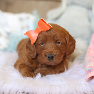 Talia - Available 2/26