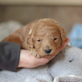 Fletcher - Available 3/12