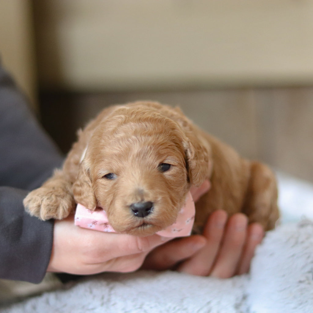 Fletcher - Available 3/12