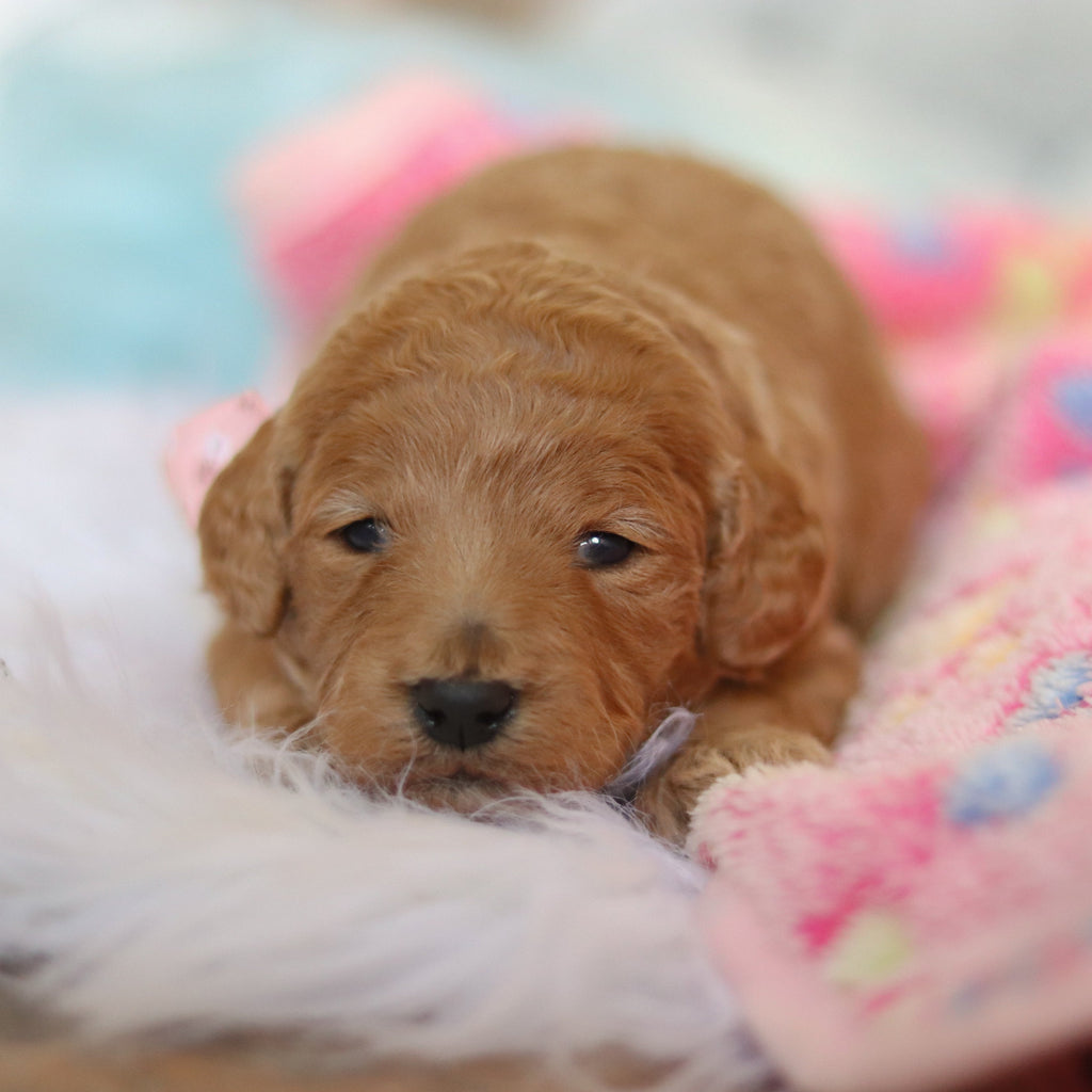 Fletcher - Available 3/12