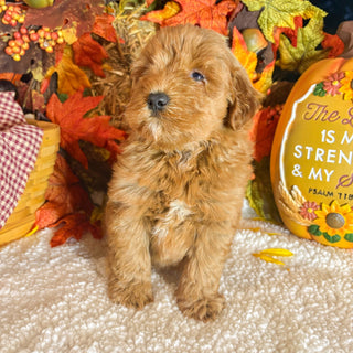 Amber - Available 11/5