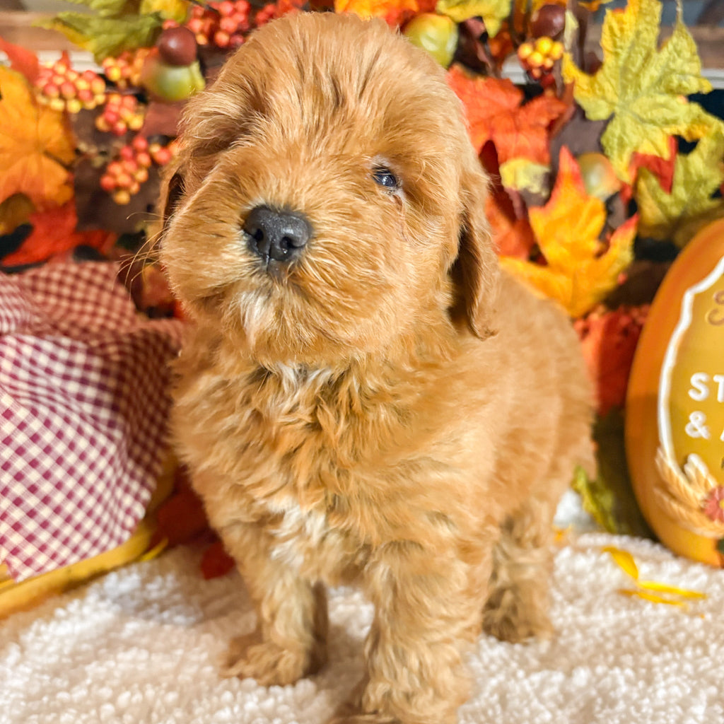 Amber - Available 11/5