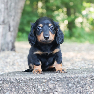 Bailey - Available 7/30