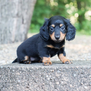 Bailey - Available 7/30