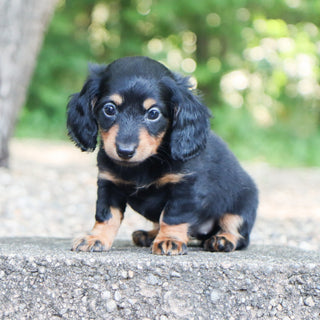 Bailey - Available 7/30