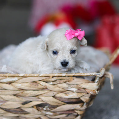 Gemma - Available 3/19