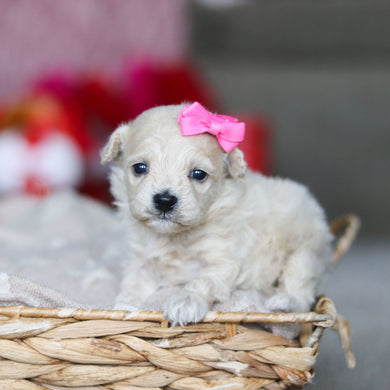 Gemma - Available 3/19