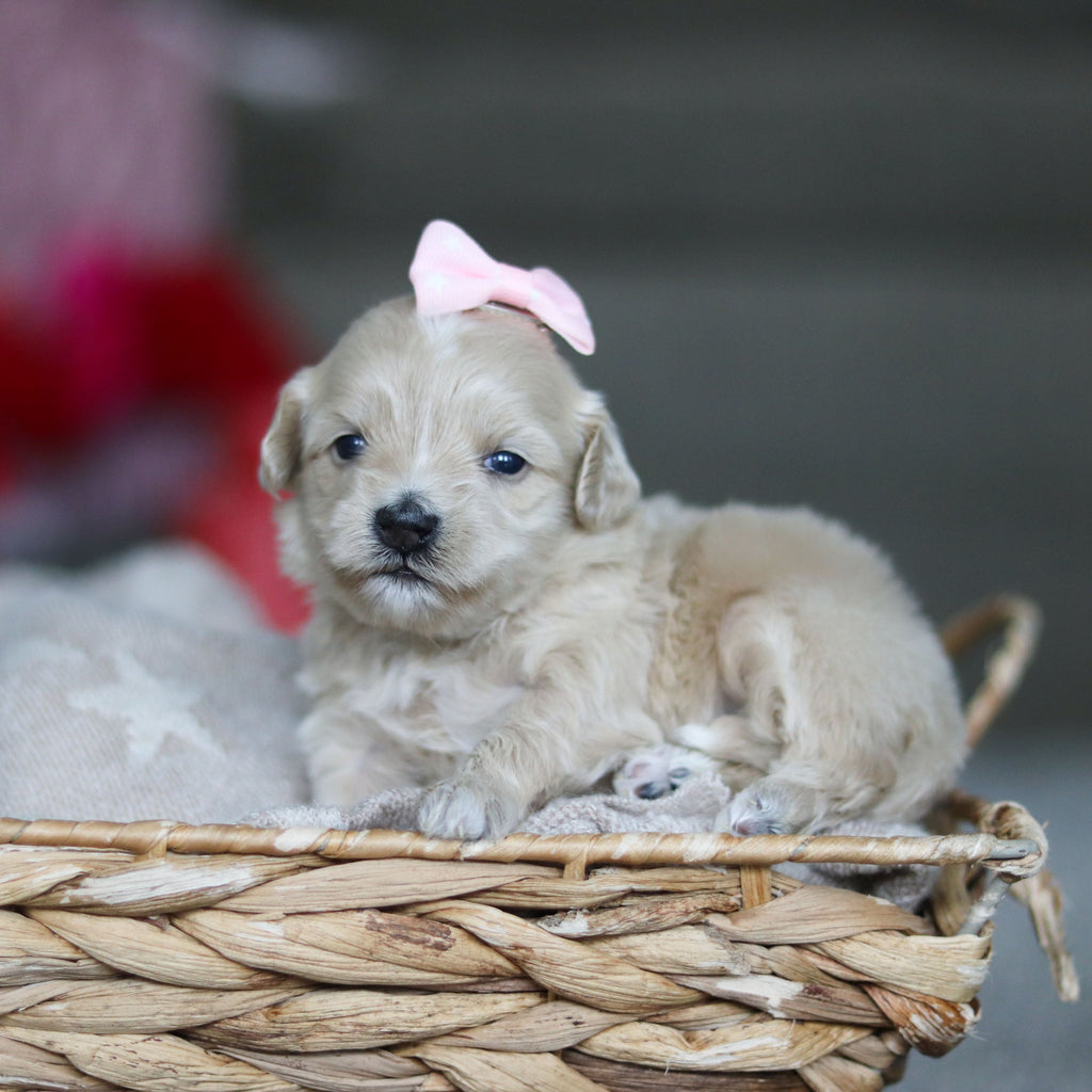 Giselle - Available 3/19