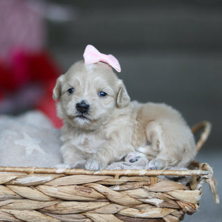 Giselle - Available 3/19